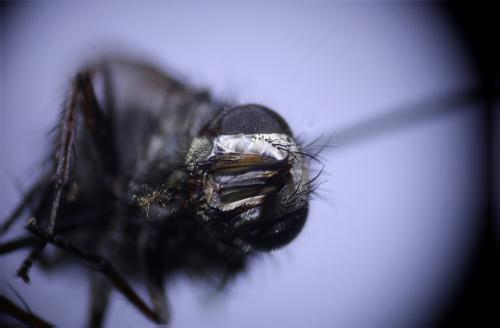 Bothria frontosa